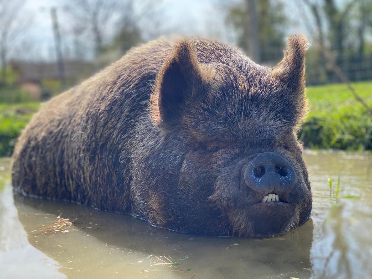 Hotel Hogget Foxton Zewnętrze zdjęcie